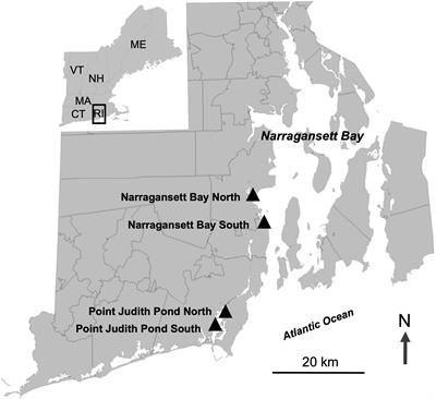 Integrated multi-trophic aquaculture with sugar kelp and oysters in a shallow coastal salt pond and open estuary site